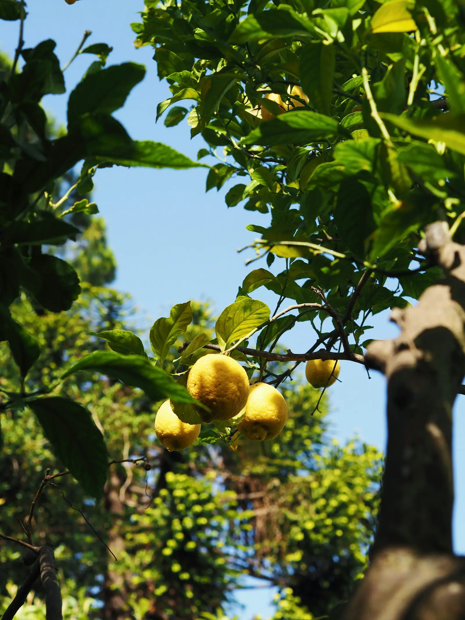 Citroner på träd i Sorrento